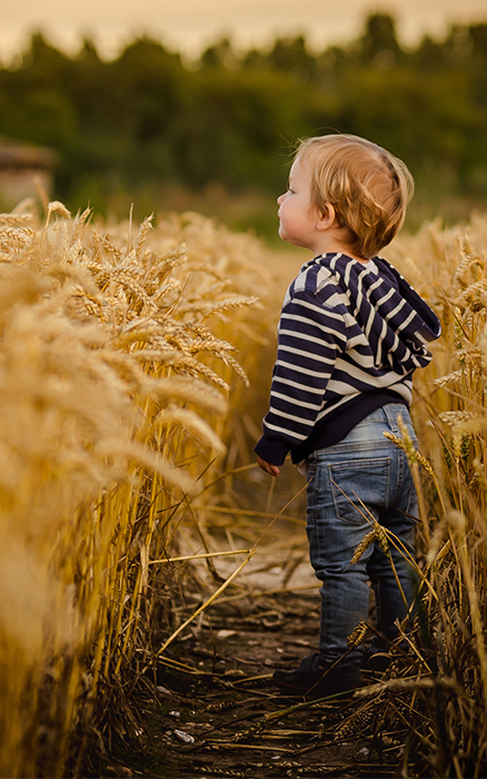 Child looking over wheat field. 