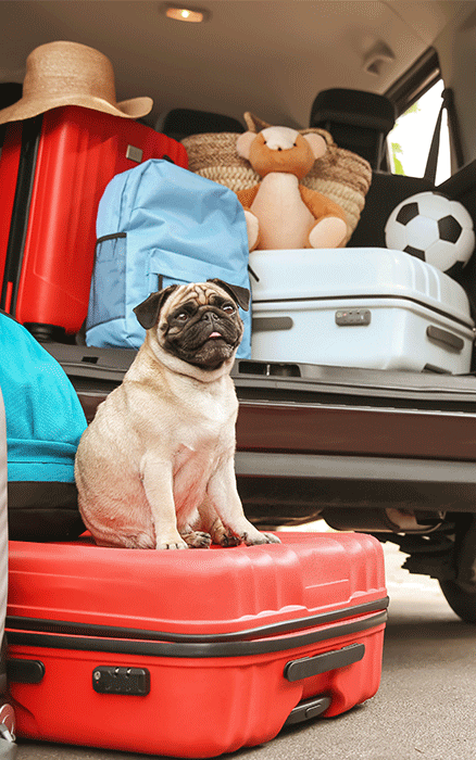 A pug dog waiting on a suitcase ready to travel. 